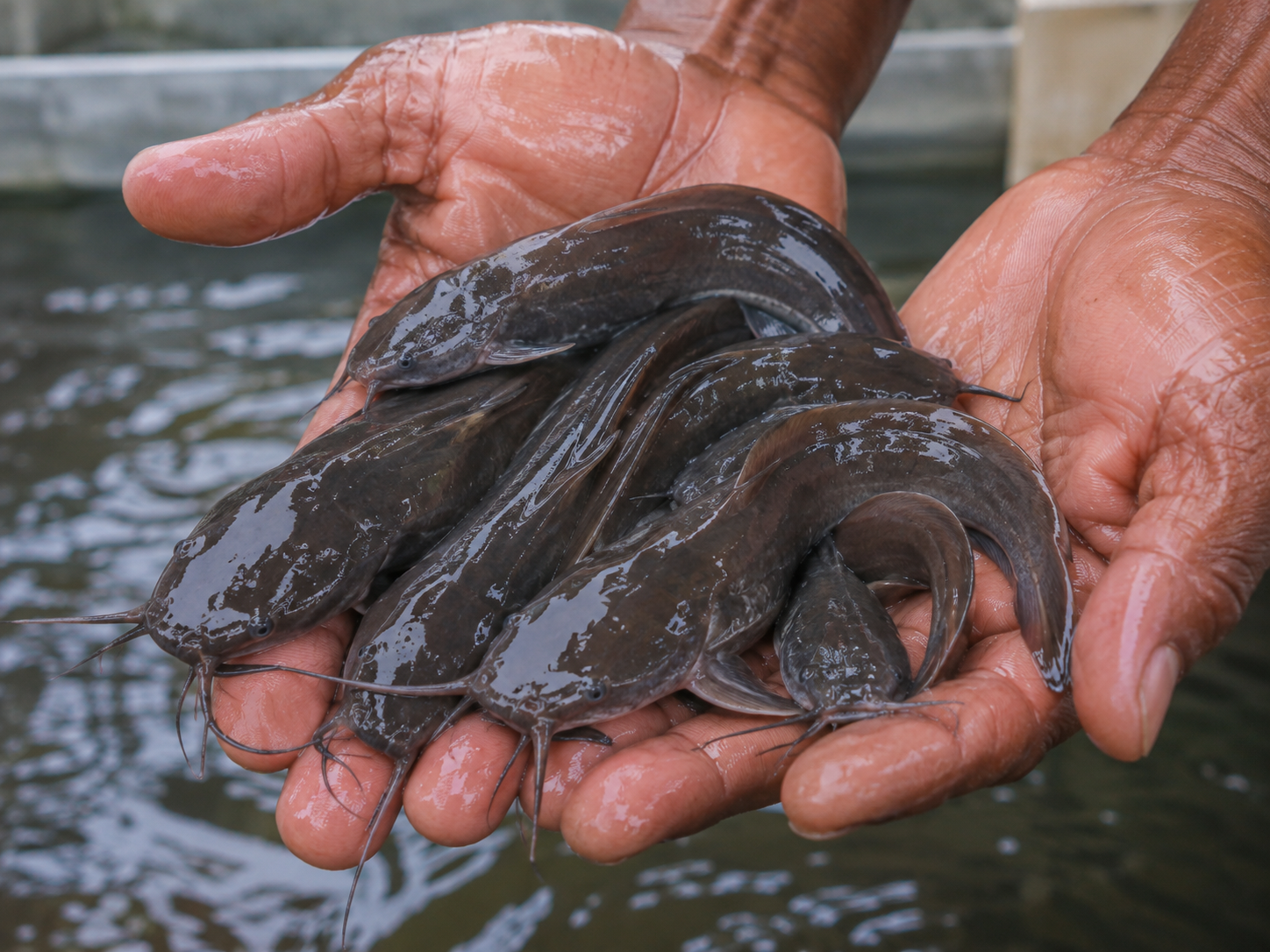 Healthy juvenile catfish held in a fish farmer's hands